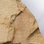 Cambrian fossil sponge, professional teaching,cool #p06