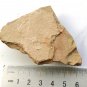 Cambrian fossil sponge, professional teaching,cool #p06
