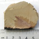 Cambrian fossil Isoxys paradoxus, professional teaching,cool #p07