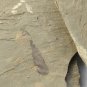 #Cambrian fossil unknown , professional teaching,cool #p09