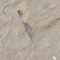 #Cambrian fossil unknown , professional teaching,cool #p09