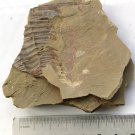 Cambrian fossil Guangweicaris spinatus, professional teaching,cool #p10