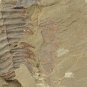 #Cambrian fossil Guangweicaris spinatus, professional teaching,cool #p10
