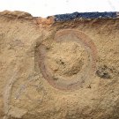 Cambrian fossil Cricocosmia jinningensis , professional teaching,cool #p14