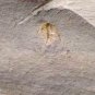 #Cambrian fossil trilobite unknown neg, professional teaching #p19