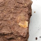 Ordovician fossil trilobite unknown ,teaching,very cool  #p20