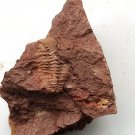 Ordovician fossil trilobite Cheirurina,teaching,very cool  #p22