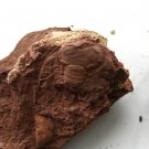 Ordovician fossil trilobite unknown, teaching,very cool  #p23