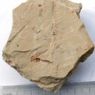 Cambrian fossil Sicyophorus rara, professional teaching,cool #p26
