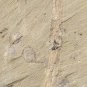 #Cambrian fossil Sicyophorus rara, professional teaching,cool #p26
