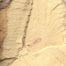 Cambrian fossil Leanchoilia illecebrosa , professional teaching,cool #p31