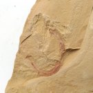 Cambrian fossil Cricocosmia jinningensis , professional teaching,cool #p36