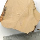 Cambrian fossil Sicyophorus rara, professional teaching,cool #p38