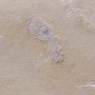 Cambrian fossil Sicyophorus rara, professional teaching,cool #p39