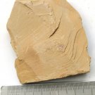 Cambrian fossil Sicyophorus rara, professional teaching,cool #p40