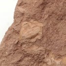 Ordovician fossil trilobite unknown, teaching,very cool  #p45