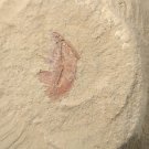 Cambrian fossil Naraoia spinosa neg, professional teaching,cool #p45