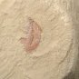 #Cambrian fossil Naraoia spinosa neg, professional teaching,cool #p45