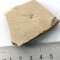 #Cambrian fossil Naraoia spinosa , professional teaching,cool #p46