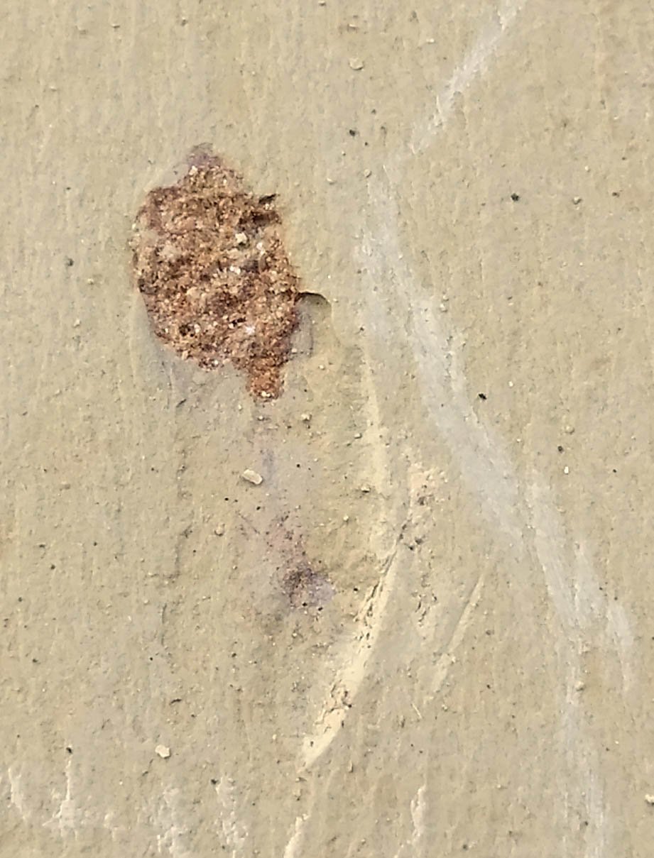 #Cambrian fossil unknown , professional teaching,cool #p46