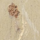 Cambrian fossil unknown , professional teaching,cool #p46