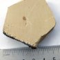 #Cambrian fossil unknown , professional teaching,cool #p46