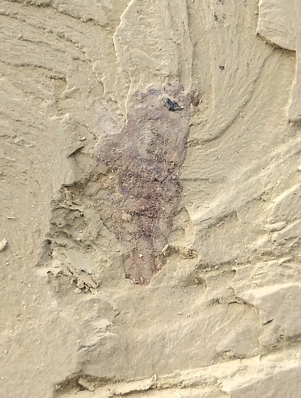 #Cambrian fossil unknown , professional teaching,cool #p47