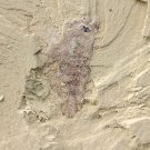 Cambrian fossil unknown , professional teaching,cool #p47