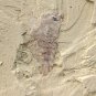 #Cambrian fossil unknown , professional teaching,cool #p47