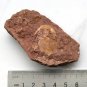 #Ordovician fossil trilobite unknown, teaching,very cool #p48