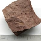 Ordovician fossil trilobite Dionide, teaching,very cool  #p52
