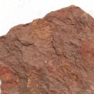 Ordovician fossil trilobite Dionide, teaching,very cool  #p54
