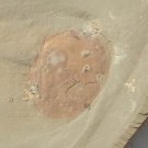 Cambrian fossil Heliomedusa orienta  , professional teaching,cool #p56