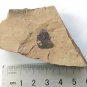Cambrian fossil unknown , professional teaching,cool #p57