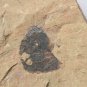 Cambrian fossil unknown , professional teaching,cool #p57