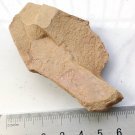 Cambrian fossil Stellostomite eumorpha , professional teaching,cool #p58