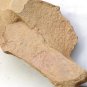 Cambrian fossil Stellostomite eumorpha , professional teaching,cool #p58