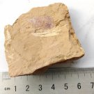 Cambrian fossil unknown , professional teaching,cool #p59