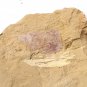 Cambrian fossil unknown , professional teaching,cool #p59