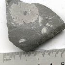 Cambrian fossil Trilobite Malungia laevigata ,very cool #k01