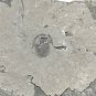 #Cambrian fossil Trilobite Malungia laevigata ,very cool #k01