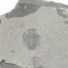 Cambrian fossil Trilobite Malungia laevigata ,very cool #k02