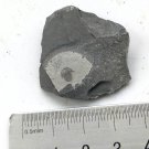 Cambrian fossil Trilobite Malungia laevigata ,very cool #k03