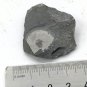 #Cambrian fossil Trilobite Malungia laevigata ,very cool #k03