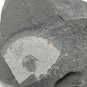 #Cambrian fossil Trilobite Malungia laevigata ,very cool #k03