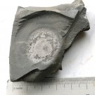 Cambrian fossil Trilobite Malungia laevigata ,very cool #k05