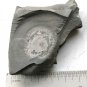 #Cambrian fossil Trilobite Malungia laevigata ,very cool #k05