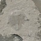 Cambrian fossil Trilobite Malungia laevigata ,very cool #k06