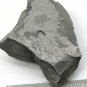 #Cambrian fossil Trilobite Malungia laevigata ,very cool #k06