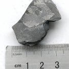 Cambrian fossil Trilobite Malungia laevigata ,very cool #k07